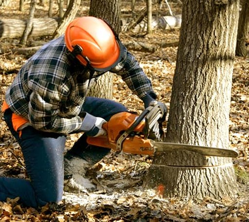Tree Removal in Holabird, SD